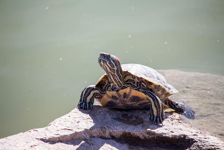 Пресмыкающиеся черепахи. Черепаха в воде. Рептилии в воде. Черепаха в воде картинка.