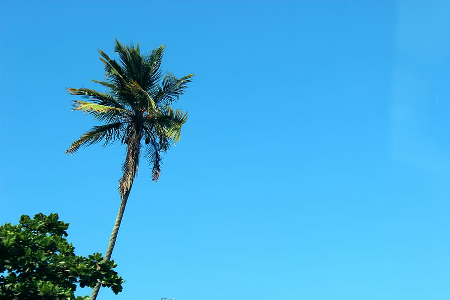 pohon palem, jelas, biru, langit, kelapa, pohon, sinar matahari, musim panas, pohon-pohon palem, alam