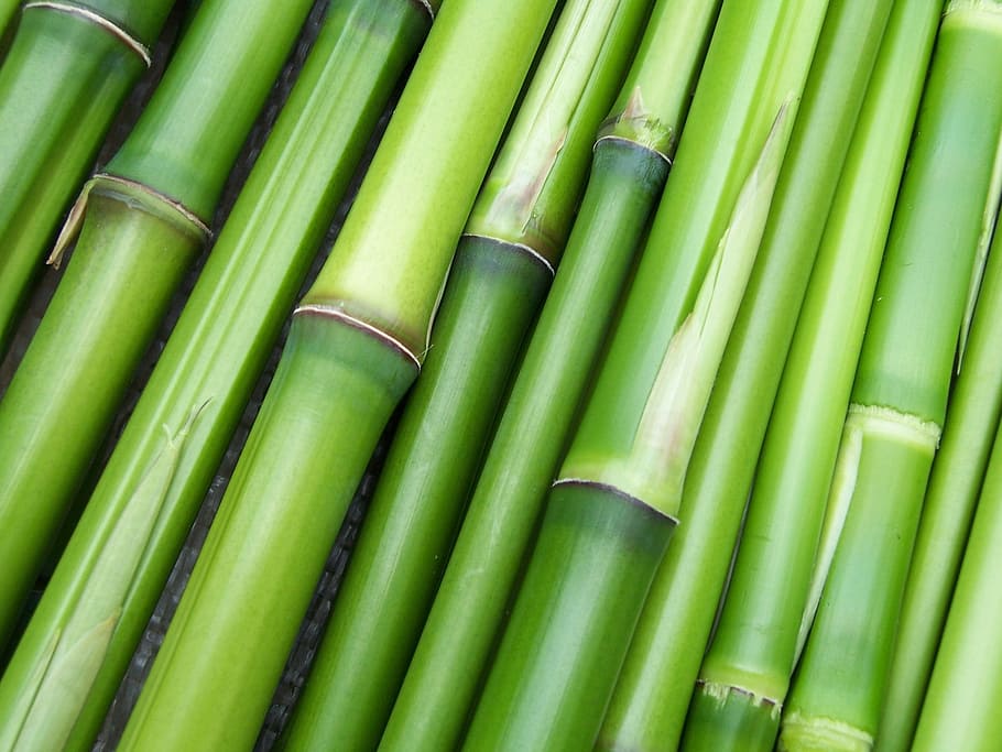 bamboo sticks, bamboo, sticks, green, plant, green color, full frame, backgrounds, close-up, nature