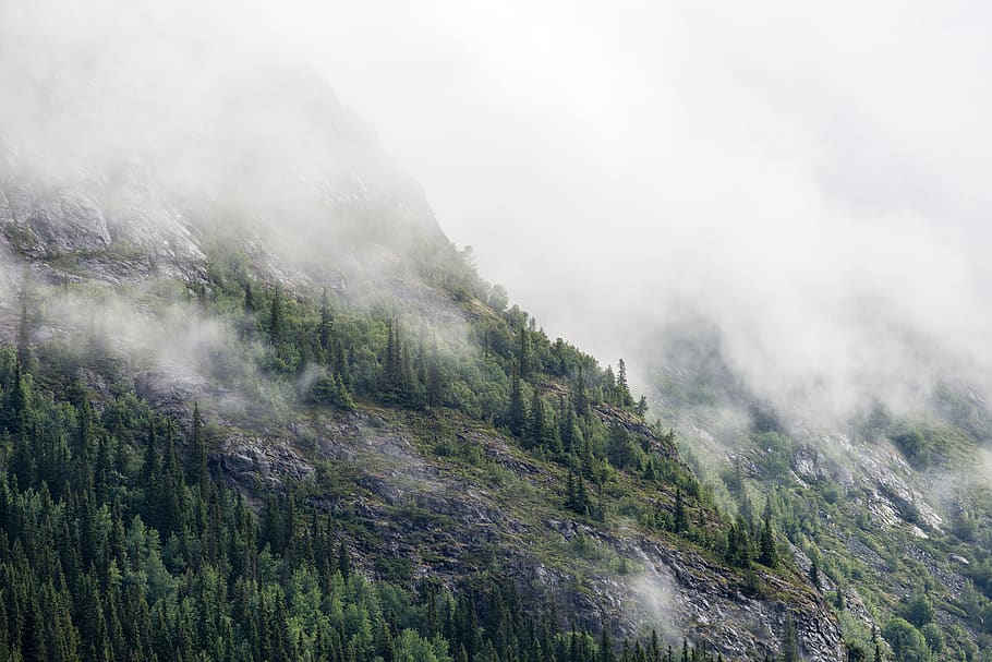 highland, trees, mountain, fog, cold, landscape, nature, plant, land, beauty in nature