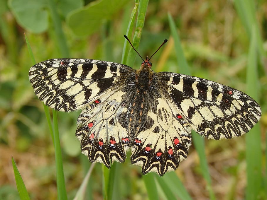 yellow, black, buttefly, butterfly, insect, nature, spring, colorful, wing, invertebrate