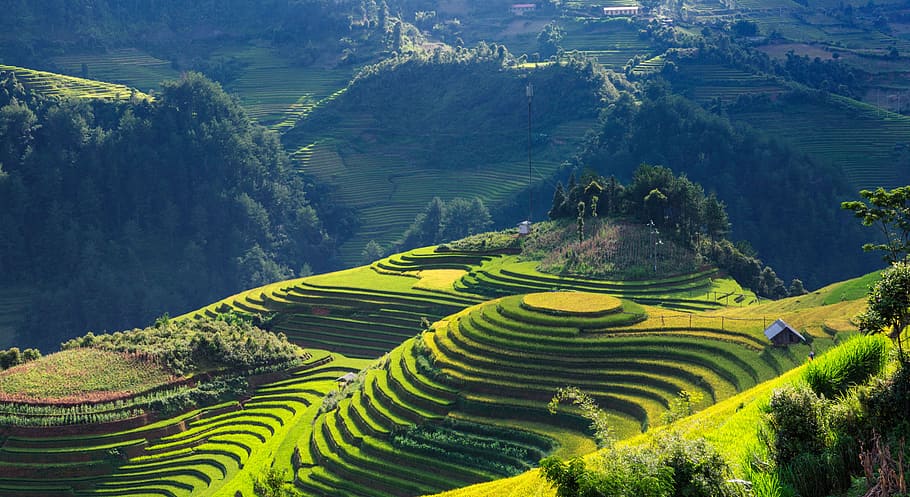 aérea, fotografía, verde, montaña de campo, paisaje, seda, terrazas, mu cang chai yen bai vietnam, escena rural, agricultura