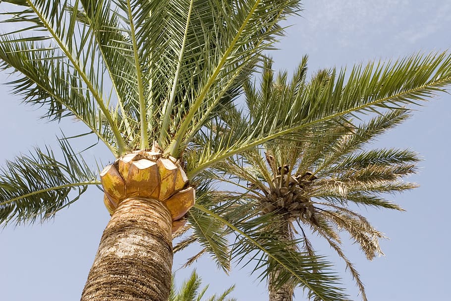 palm, tree, coconut, exotic, paradise, tropical, subtropical, temperate, frond, pinnately