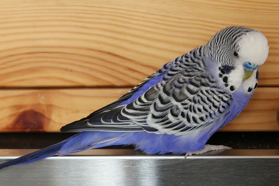 blue, white, budgerigar bird, budgie, bird, budgerigar, pet, plumage, parakeet, beak