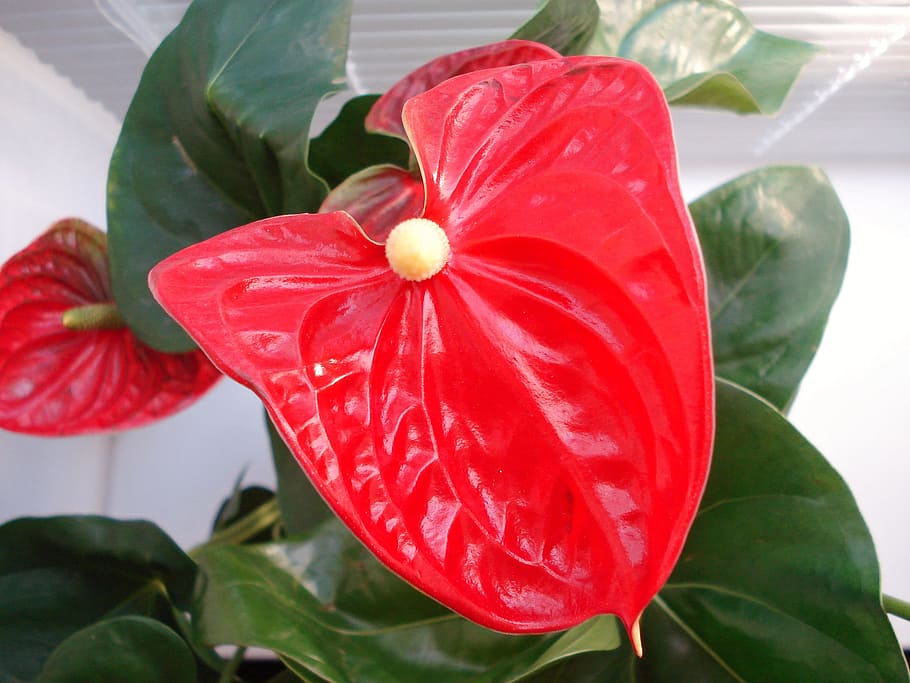 アンスリウム 花アトリウム 男性の幸福 クローズアップ 赤い花 花 開花植物 赤 鮮度 植物 Pxfuel