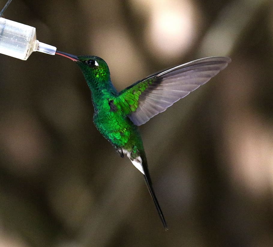 Cuba, colibrí, néctar, comedero, pájaro, verde, pequeño, caribe, observación de aves, salvaje