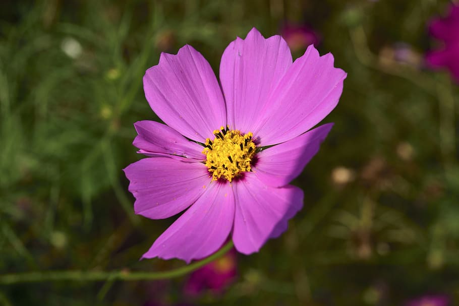 コスモス工場 花 接辞 マクロ 紫 花びら アウトドア 自然 花の頭 植物 Pxfuel