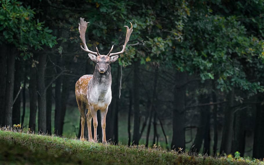 brown, deer, trees, daytime, fallow deer, dama dama, male, wild, animal, antlers