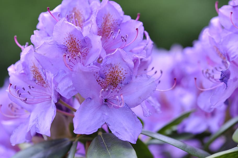 rododendro, planta, flores, azul, primavera, jardín, cerca, planta floreciente, flor, fragilidad