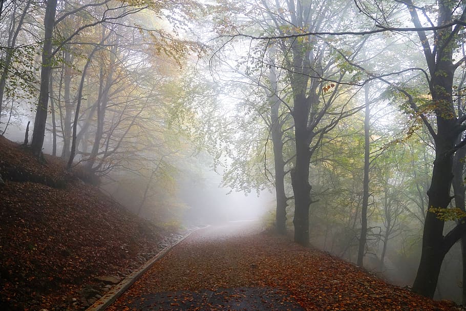 niebla, bosque, naturaleza, árboles, invierno, otoño, niebla creciente, nebellandschaft, luz solar, frío