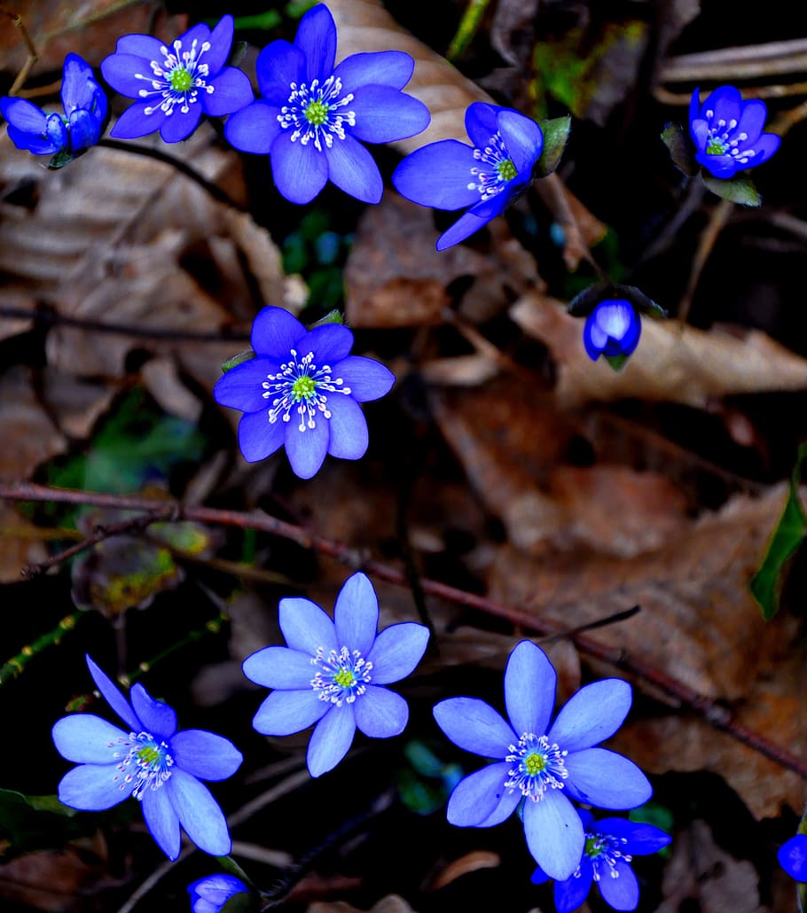 hepatica nobilis, primavera, azul, flor, planta floreciendo, fragilidad, planta, vulnerabilidad, pétalo, belleza en la naturaleza