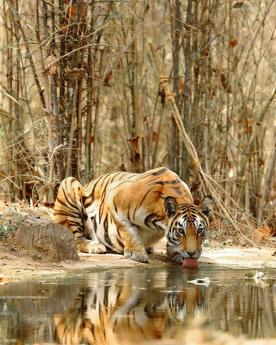 Brown, tigre bebiendo, al lado, cuerpo, agua, durante el día, naturaleza, animal, gato, mamífero
