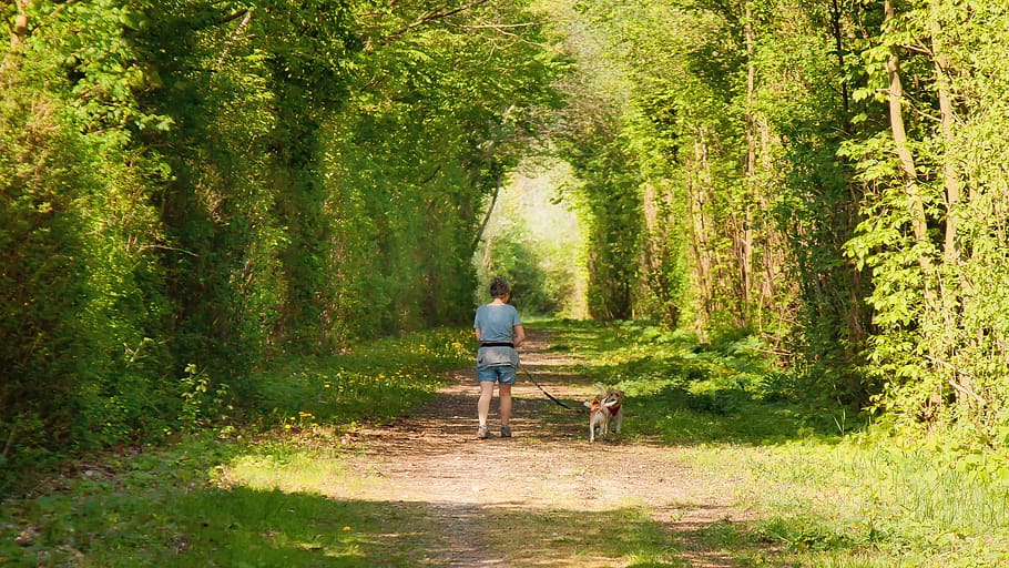 caminando en el bosque, perros con mujer, mujer, perros, bosque, naturaleza, sol, luz, gassi, correa para perros