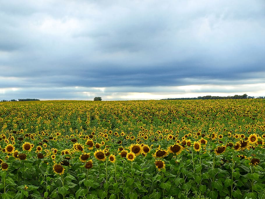 landscape, field, sunflower, agriculture, nature, north dakota, plant, cloud - sky, growth, environment