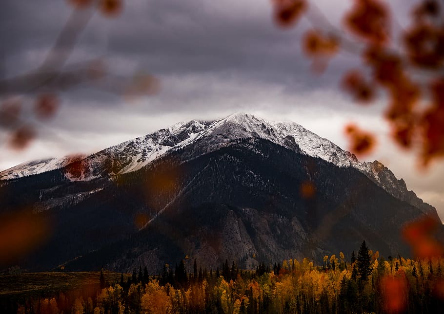 preto, branco, montanha, marrom, ilustração de lote de árvores, coberto, neve, vale, montanhas, natureza
