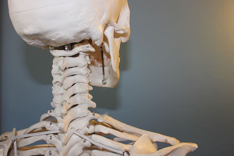 closeup, skeleton, skull, vertebrae, anatomy, bone, body, human, medical, head