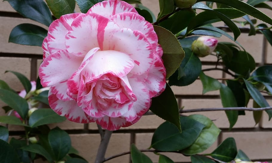 camellia, flower, striped, petal, pink color, flowering plant, plant, freshness, beauty in nature, fragility
