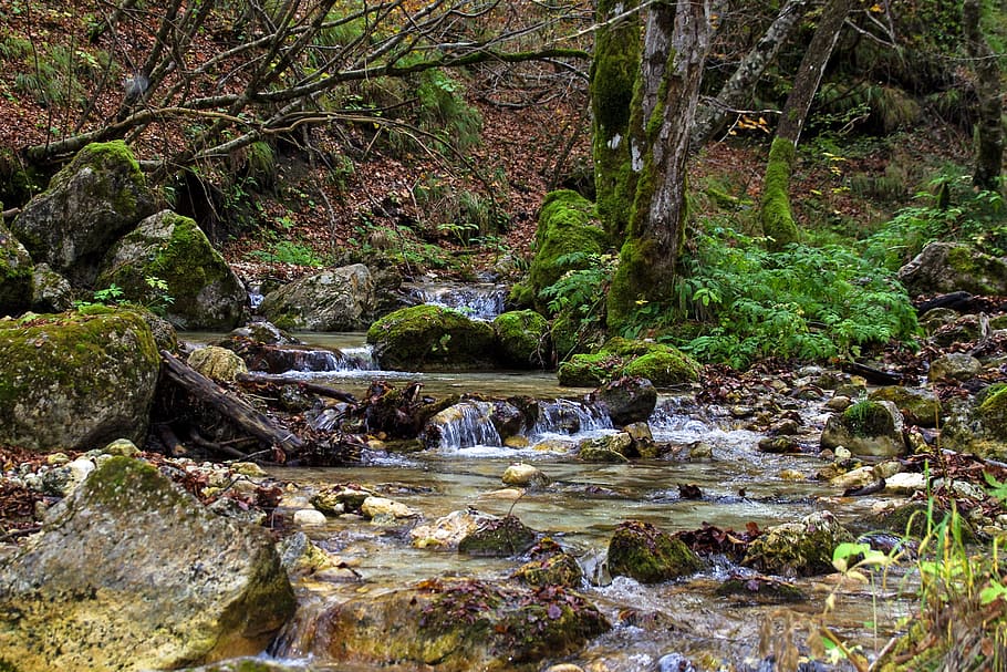 Stream, Clear, Water, Source, water, clear water, source, the abruzzo national park, camosciara, national park of abruzzo, forest