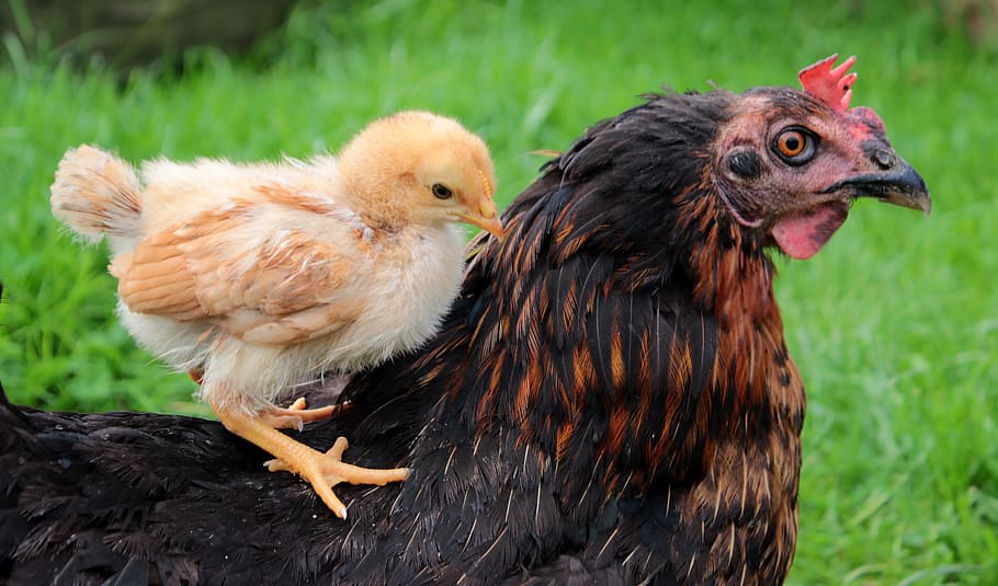 brown, chick, riding, black, hen, closeup, photography, black hen, closeup photography, chicks