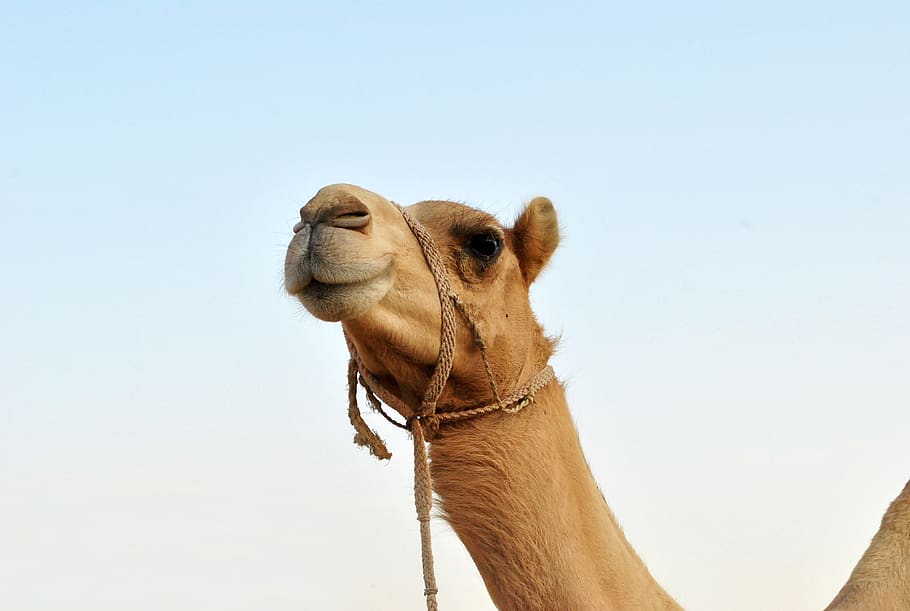 animal, camel, mammal, nature, desert, arabian camel, animal themes, one animal, domestic animals, sky