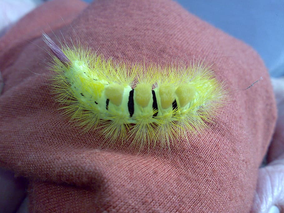 caterpillar, prickly, hairy, close up, animal, close-up, human body part, body part, one person, green color