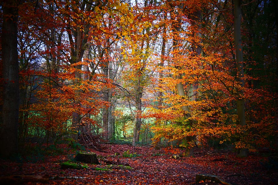 otoño, bosque, árboles, paisaje, hojas, naturaleza, voto, sendero del bosque, luz, octubre