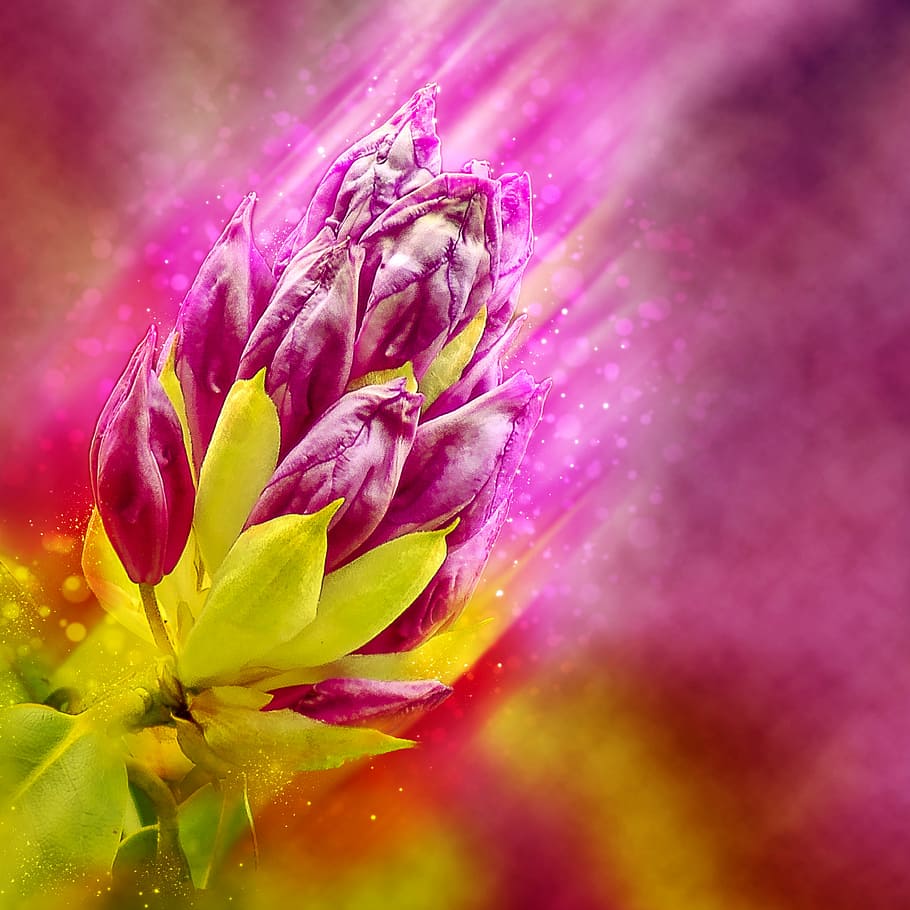 紫 シャクナゲの花のつぼみ シャクナゲ 花 つぼみ 背景画像 ピンク 植物 庭 春 Pxfuel