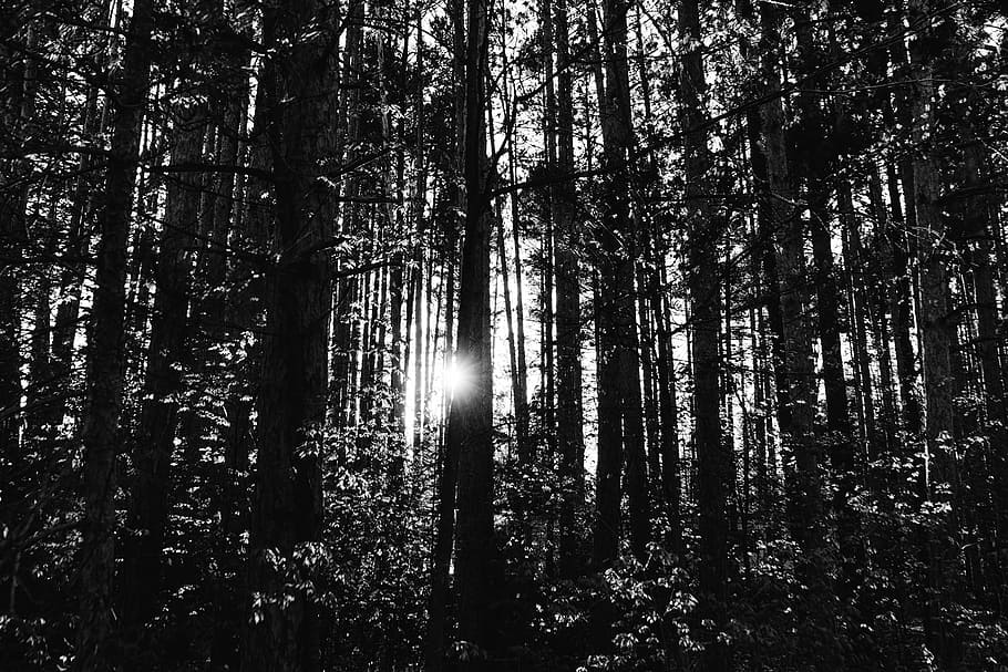 grayscale photography, forest trees, gray, scale, tree, silhouette, trees, forest, woods, nature