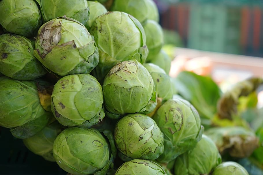 Brussels Sprouts, Florets, Vegetables, green, healthy, vitamins, brussels carbon, sprouts cabbage, brassica oleracea var, gemmifera