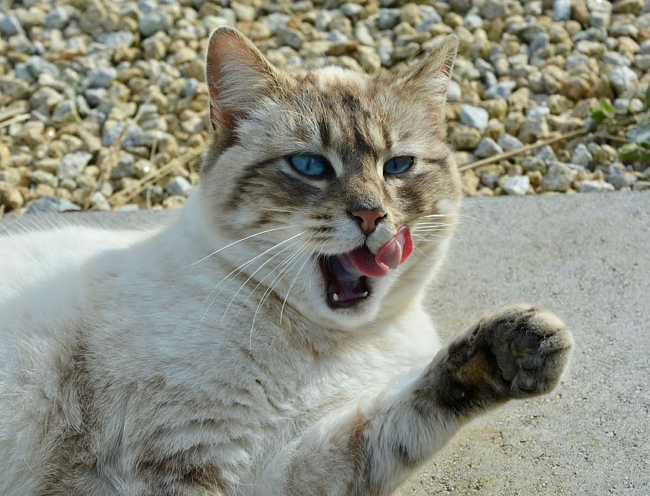 cat, pussy nala, blue eyes, paw of cat, cat pulls the tongue, animal, cute, mammal, nature, animal themes