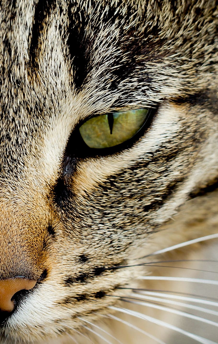 cat, eye, animal, cat's eyes, green, fur, green eyes, cat face, view, adidas