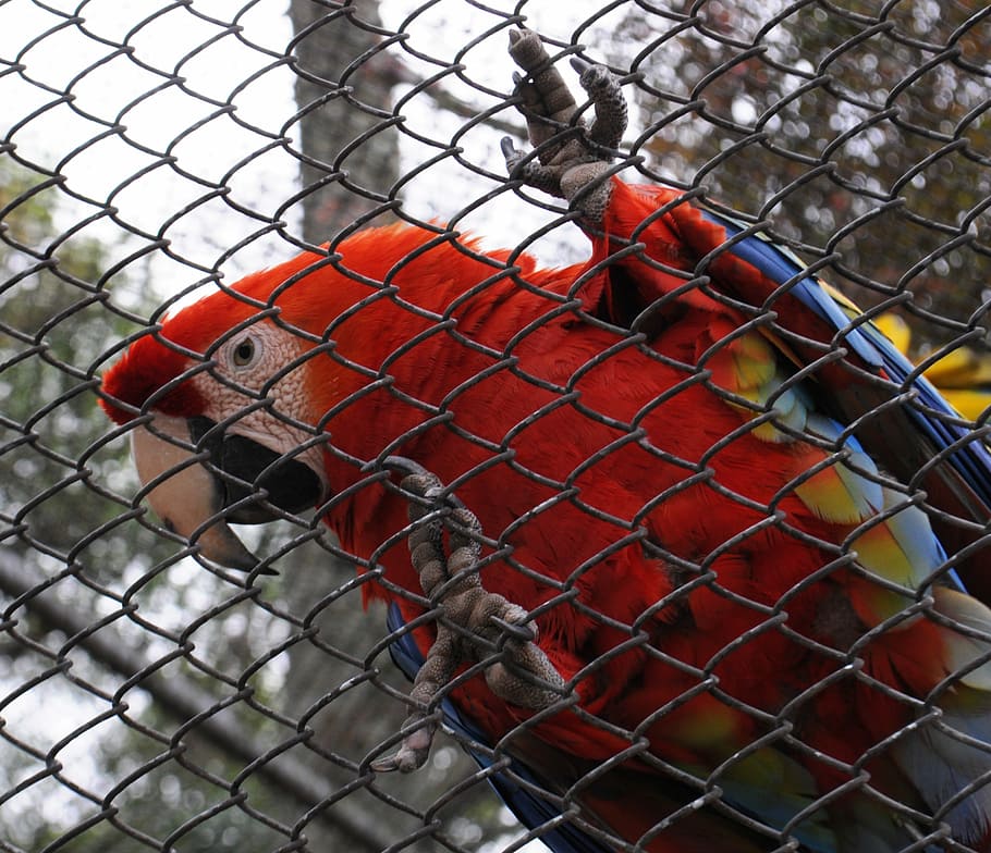 Arara, Bird, Promenade, Curitiba, red, chainlink fence, cage, close-up, day, vertebrate