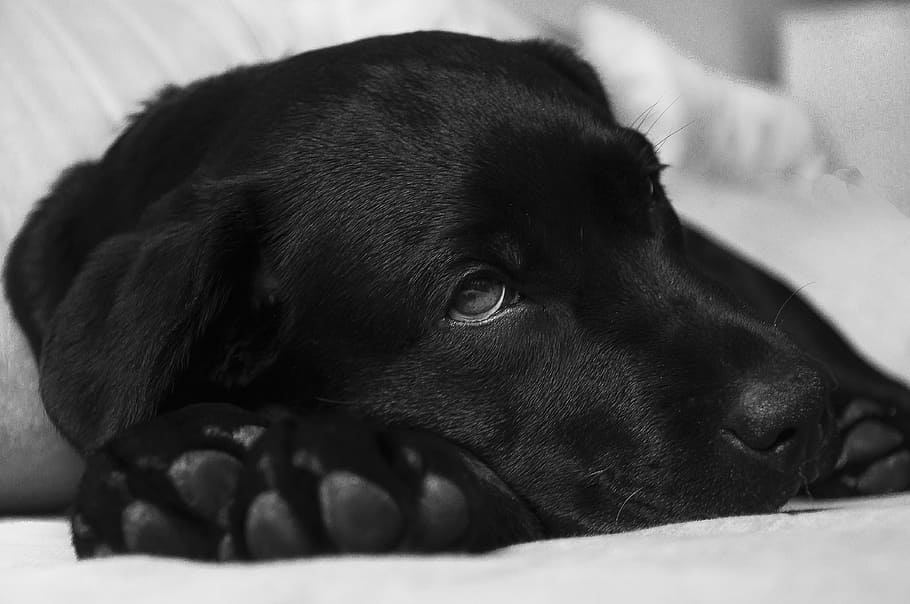 black, labrador retriever, laying, white, sheets, labrador, dog, animal, doggy, sight
