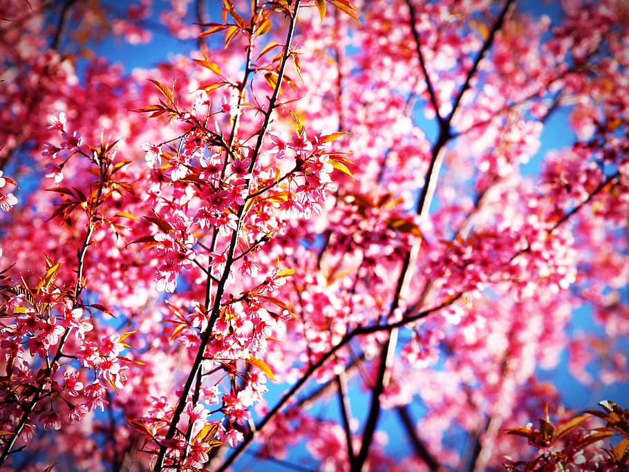 pink flowering tree, sakura, blossom, prunus cerasoides, wild himalayan cherry, thailand, blooming at phu lom lo mountain, phitsanulok, spring, tree