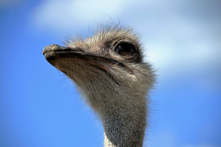 el avestruz, cabeza, mueca, vista, estúpido, pájaro, no volador, pelusa, pico, previsto