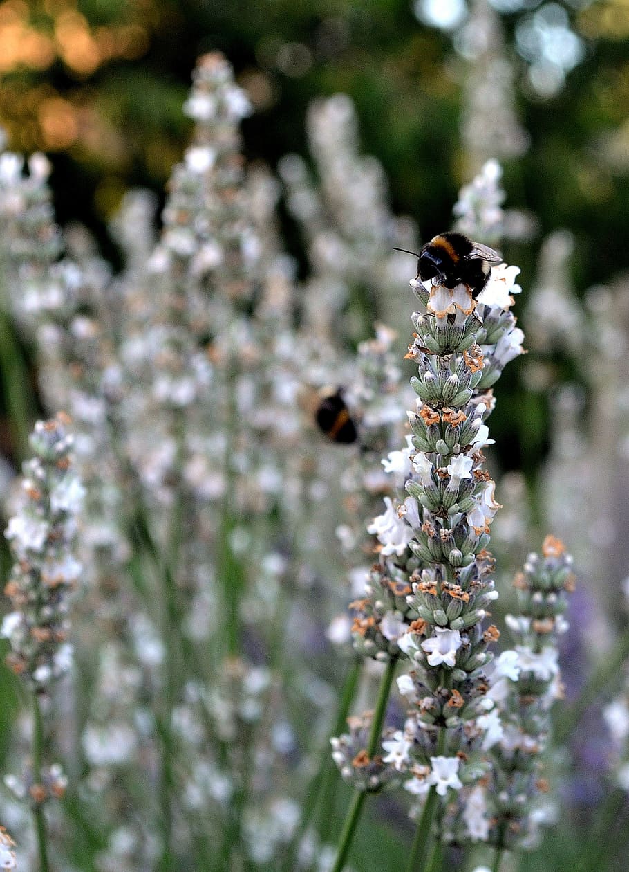 lavanda, lavanda blanca, abejorro insecto, flores, flores de lavanda,  planta, planta de jardín, naturaleza, arbusto, jardín | Pxfuel