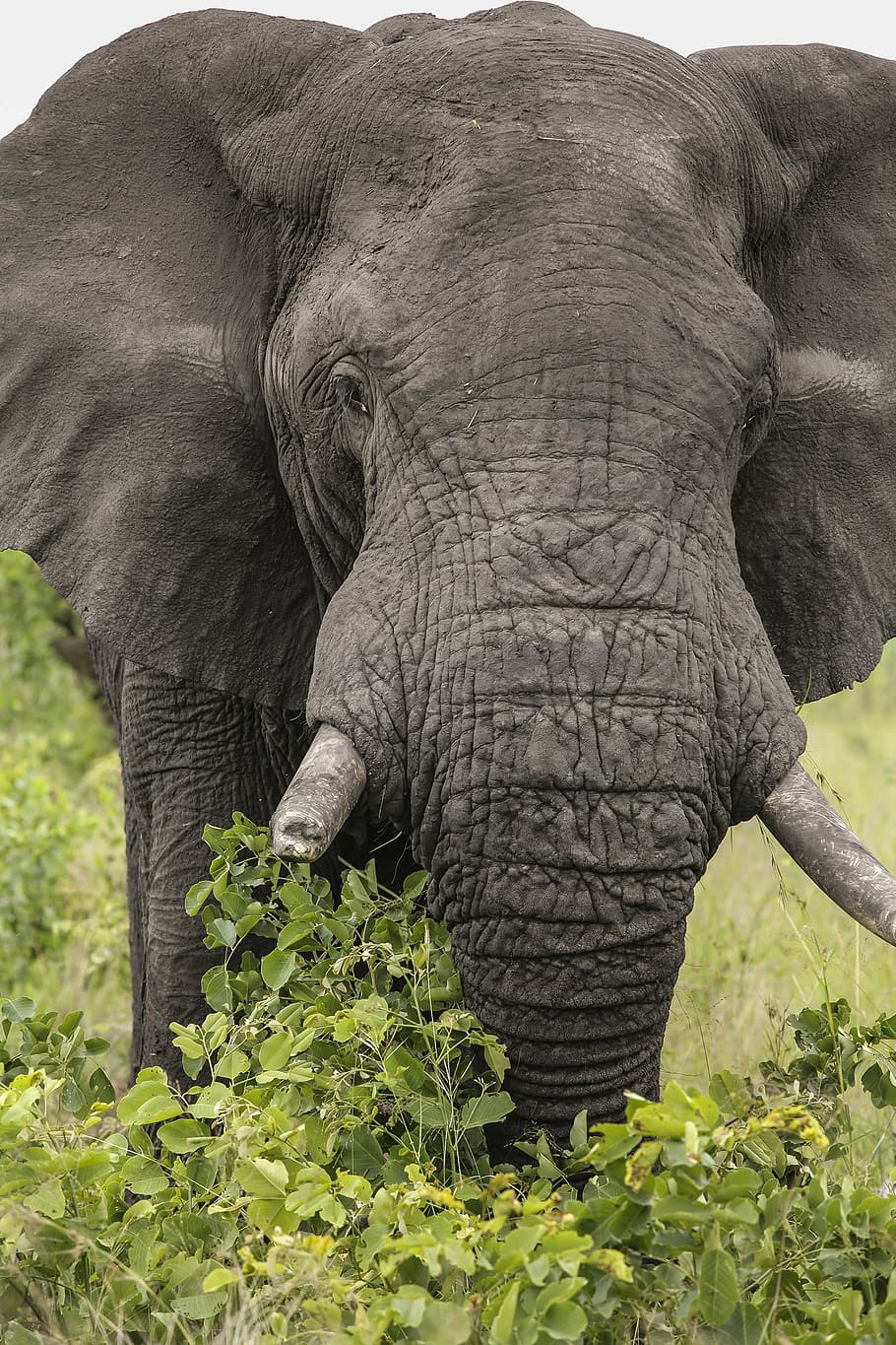 gray elephant, elephant, wildlife, wild, africa, animals, natural, habitat, kruger national park, south africa