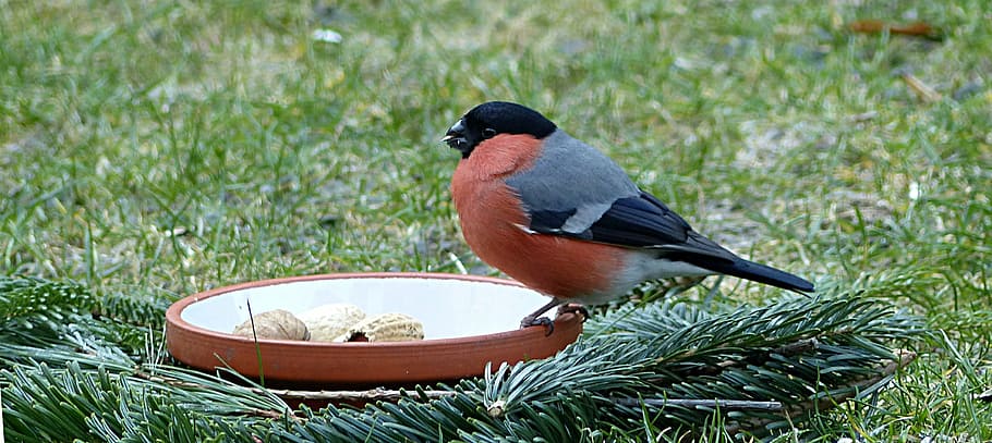 maroon, black, bird, brown, ceramic, plate, bullfinch, pyrrhula, male, garden