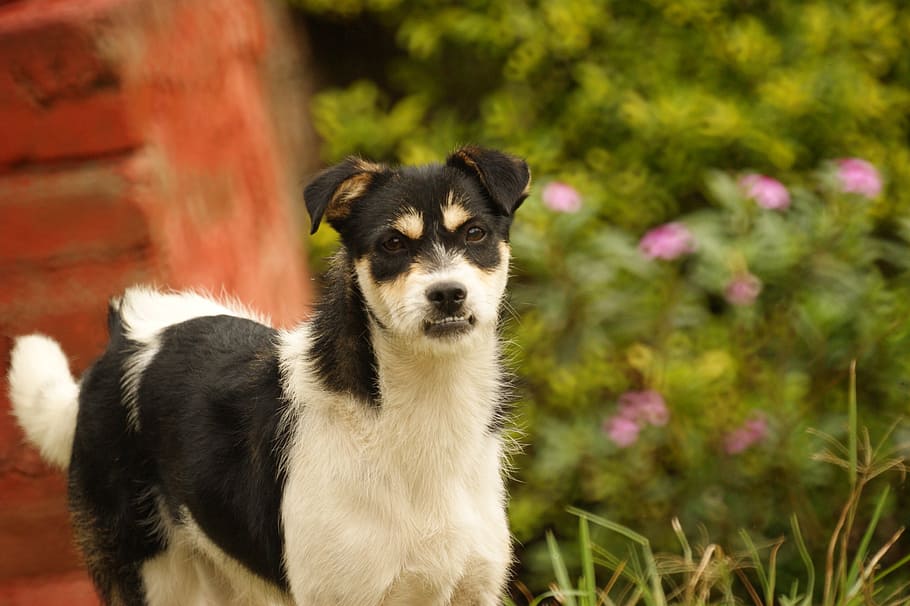画像 エリア ケトル アルメニア キンディオ コロンビア 犬 1匹の動物 家畜 ペット Pxfuel