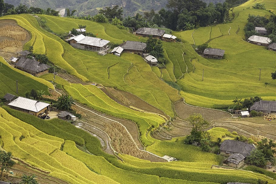 houses, green, grass field, vietnam, rice, rice field, kathy, step, hoangsuphi, travel