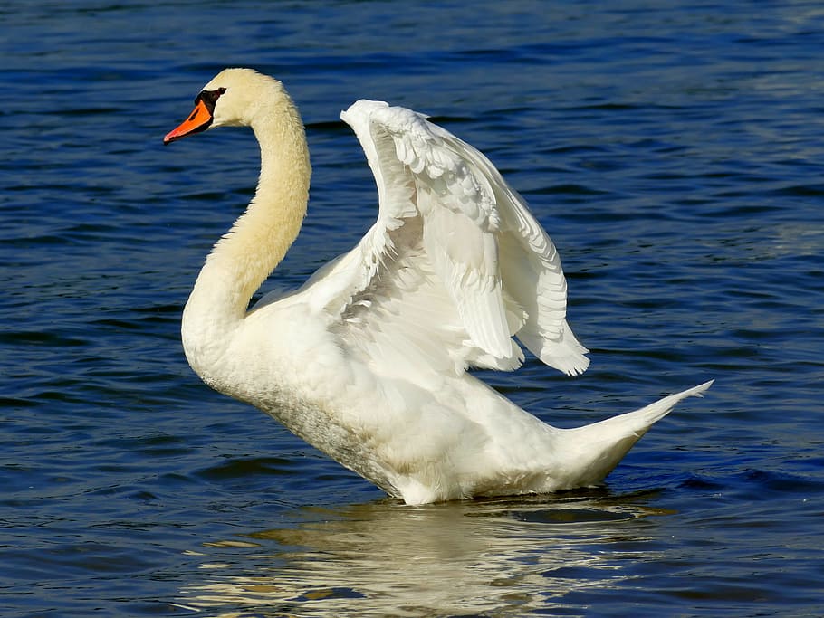 white, swan, body, water, Swan, River, Water Bird, Animals, river, bird, swans