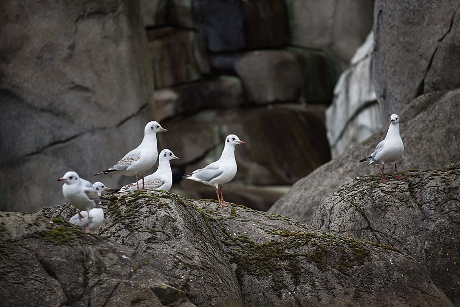 カモメ 海鳥 動物 海岸 水鳥 鳥 動物のグループ 岩 オブジェクト 動物のテーマ 岩 Pxfuel