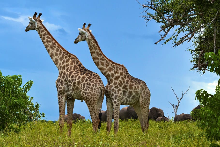 two, giraffes, tree, nature, animal world, animal, grass, giraffe, animals in the wild, animal wildlife