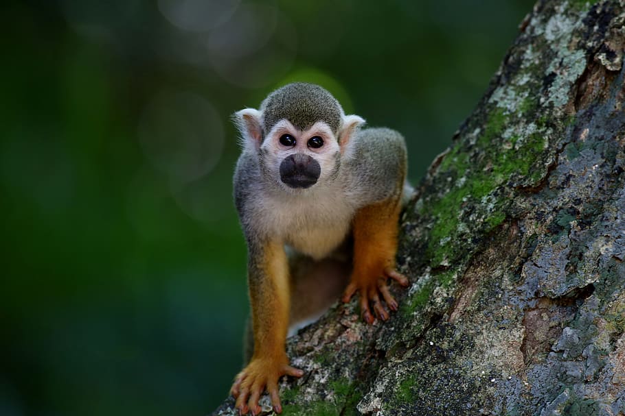 brown, gray, monkey, wooden, branch, scented monkey, primate, animal, looking, in the tree