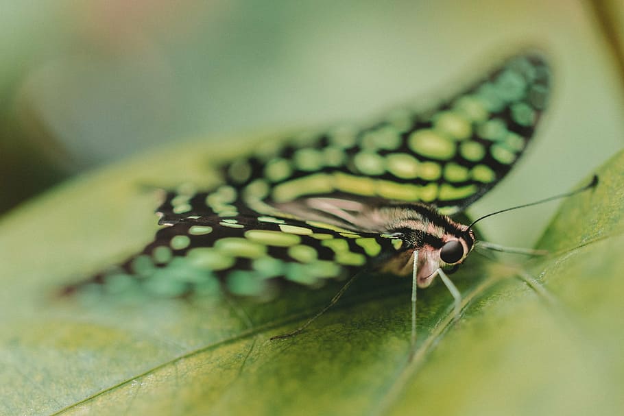 green, butterfly perching, leaf, selective, focus photography, butterfly, moth, insect, macro, close up