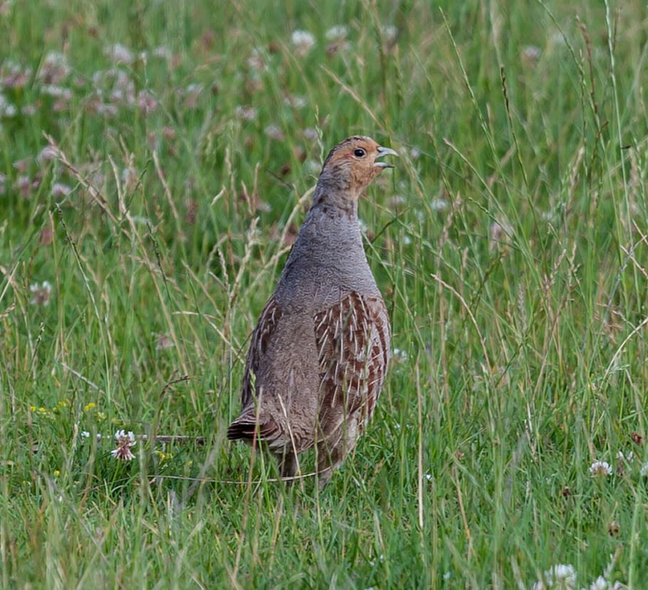 grey partridge, grey, partridge, game bird, endangered, meadow, speciality, food, delicacy, game