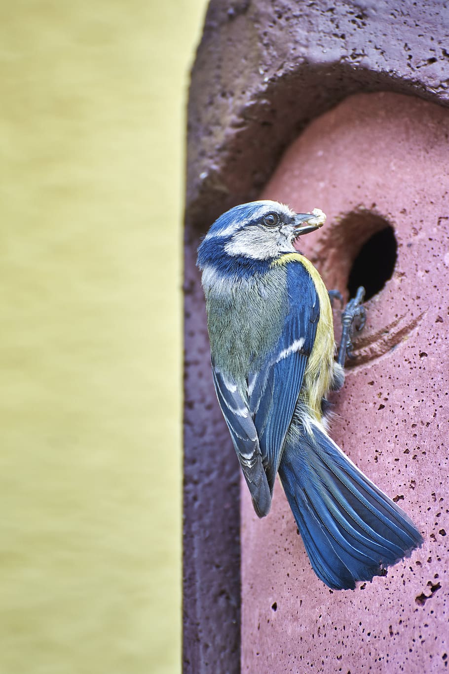 blue tit, bird, hatching, rearing, animal, tit, nature, garden, songbird, plumage