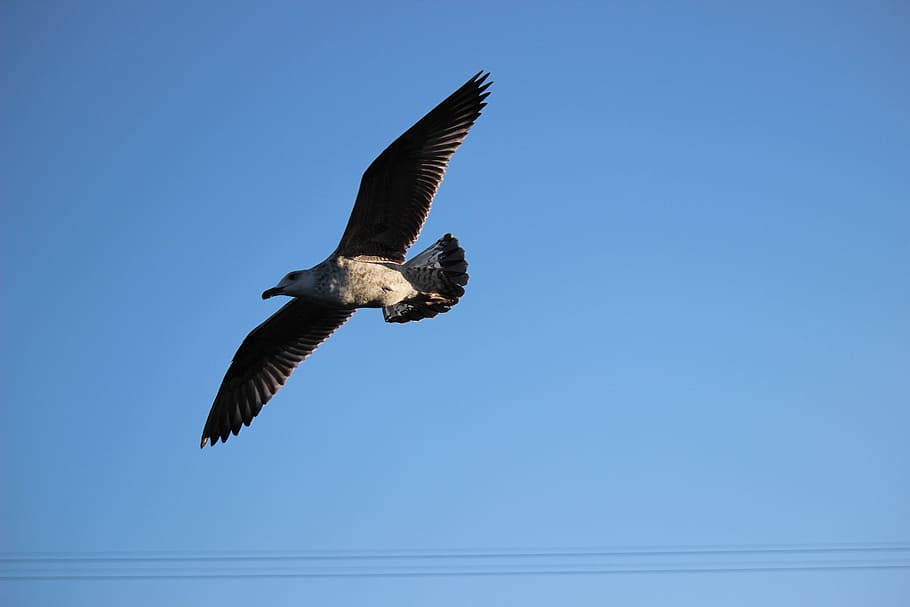 鳥 飛ぶ 自然 動物 飛行 翼 青 1匹の動物 野生動物 翼を広げる Pxfuel