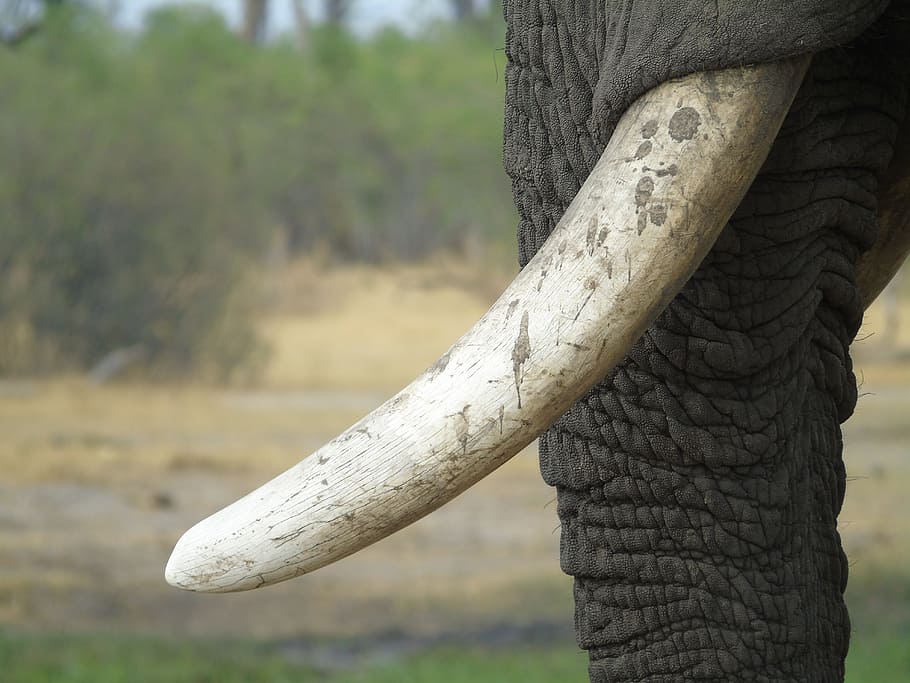象, 牙, 象牙, アフリカ, 荒野, 野生動物, bigfive, 動物の体の部分, 1匹の動物, 前景に焦点を当てる