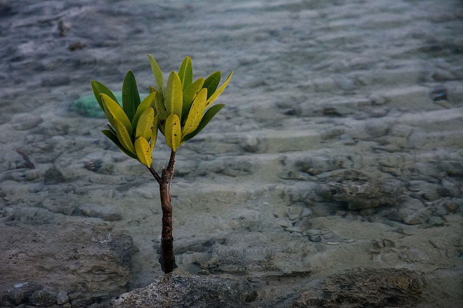 green plant, leaf, sprout, body, water, plant, desert, nature, growth, flower